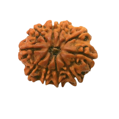 10 Mukhi Rudraksha