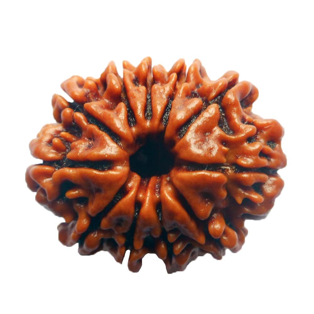 11 Mukhi Rudraksha