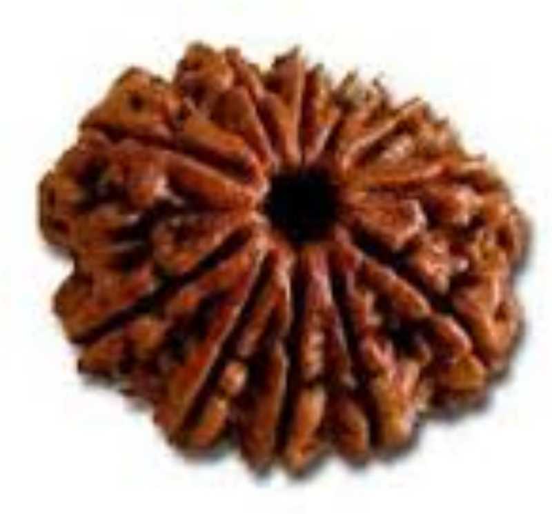 12 Mukhi Rudraksha