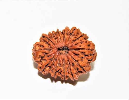 13Mukhi Rudraksha