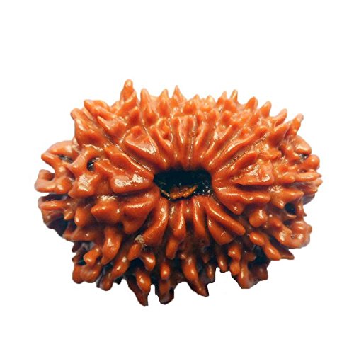 14Mukhi Rudraksha