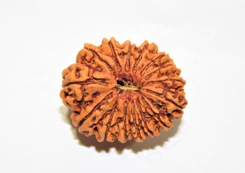 15Mukhi Rudraksha