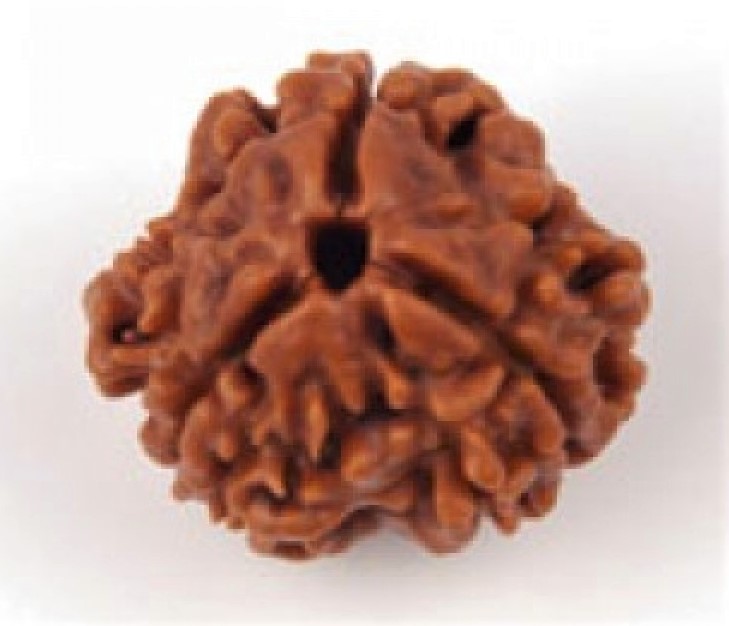 3mukhi rudraksha