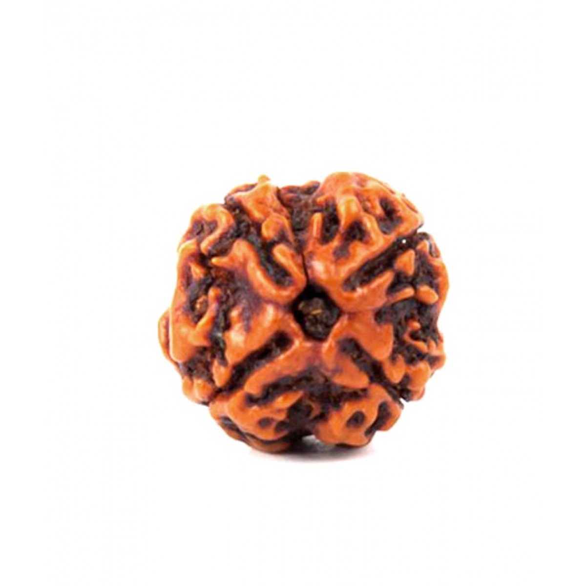 4 Mukhi Rudraksha