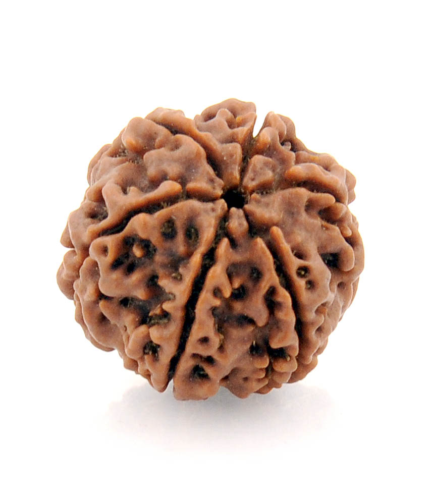 6Mukhi Rudraksha