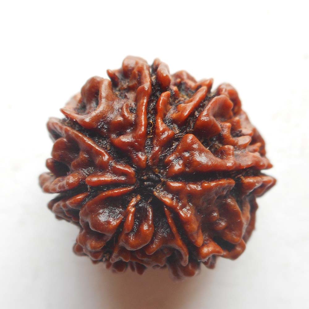 7 Mukhi Rudraksha