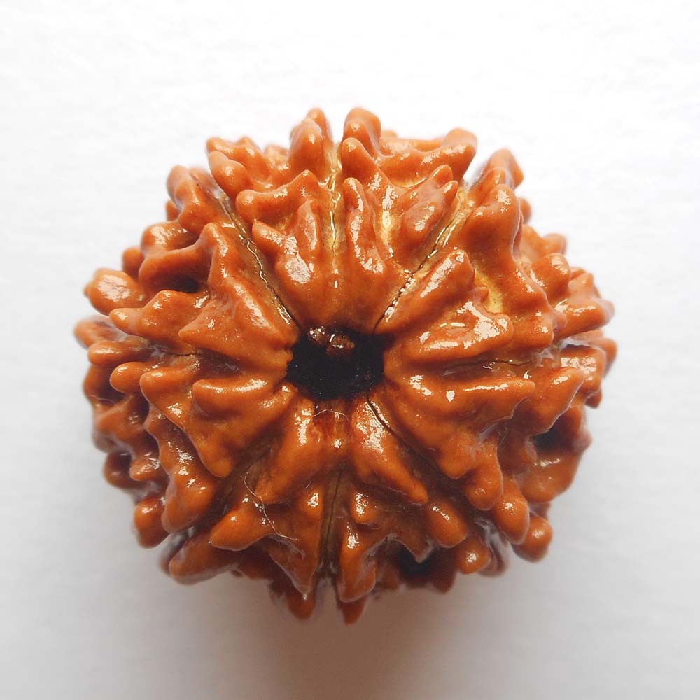 8 Mukhi Rudraksha